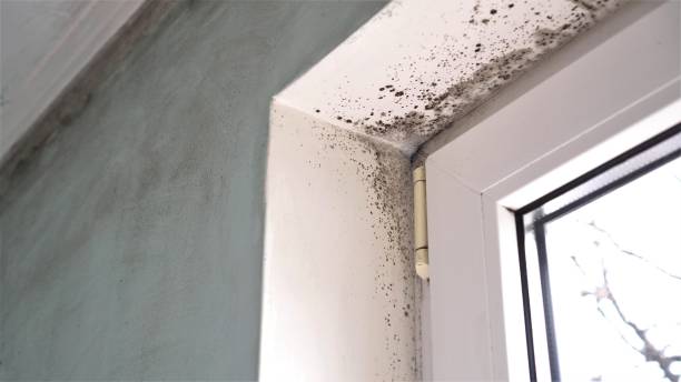 Professional Mold Remediation in Carter Lake, IA