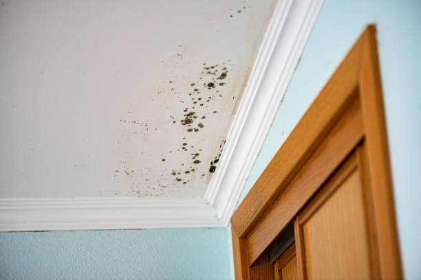Best Attic Mold Remediation in Carter Lake, IA