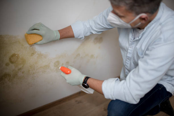 Best Preventive Mold Services in Carter Lake, IA