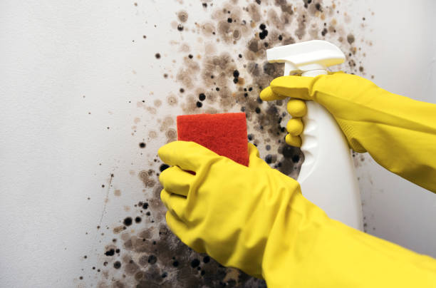 Best Attic Mold Remediation in Carter Lake, IA